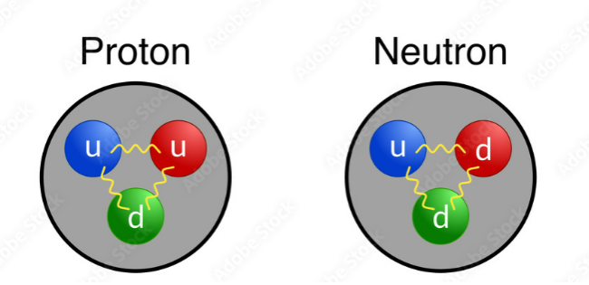 Quarks composition of the proton and the neutron.